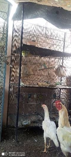 all setup for sale astailain parrot and pigeon