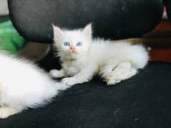 blue eyes female kitten available  in reasonable  price 7500