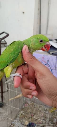 Green Ringneck chick for sale