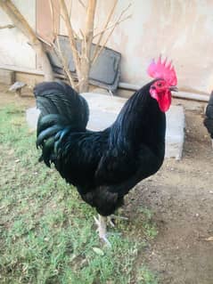 Rooster Cock & Chickens for Sale / Home Raised Breed