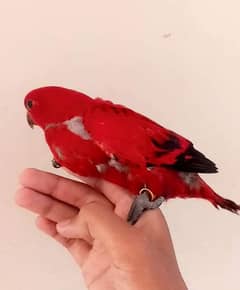 RED MOLUCAN LORY /03152248124