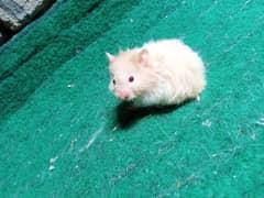 Hamsters available for sale
