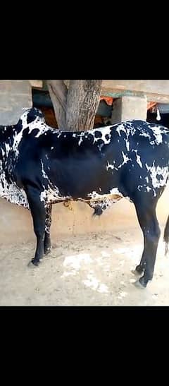 Fateh jangi bull for sale
