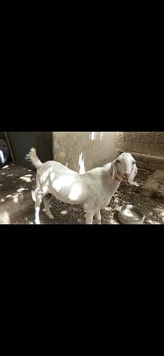 Goat Rajan Puri White