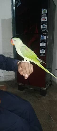 RAW parrot for sale in fateh jang city age 4m
