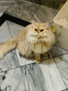 10 months old male cat for sale