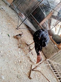 Aseel Murghi with one chick for sale
