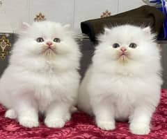 Pure Persian Kittens For sale (Cash on delivery)