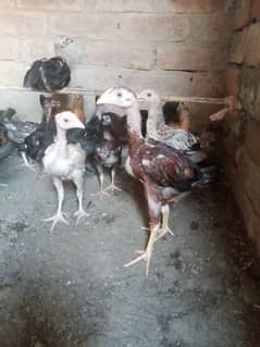 mianwali aseel chicks for sale