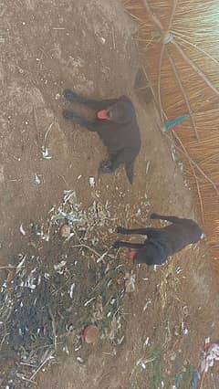 Labrador amrekan male and female  for sale plz contact use WhatsApp