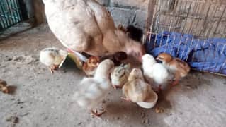 Hen with 12 chicks , desi murghi or 12 chuze , kurak murghi