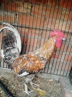Hen For Sale