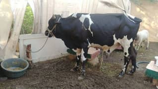 Australian cow for sale (4 dant)/ Bachraa for sale