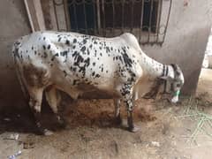 Cow For sale URGENT