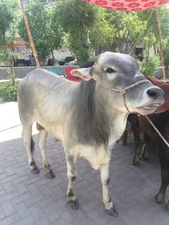 Bull for Qurbani 2024