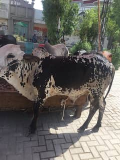 Bull's for Qurbani 2024