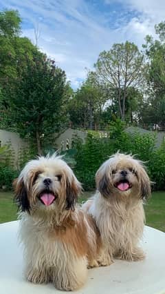 shih tzu pair for sale (pure)