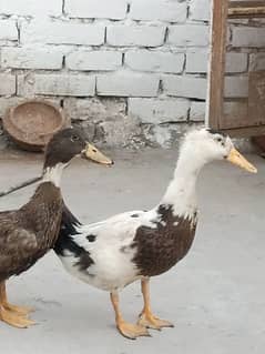 4 mont Duck