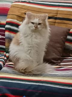 Stud Male Percian Cat