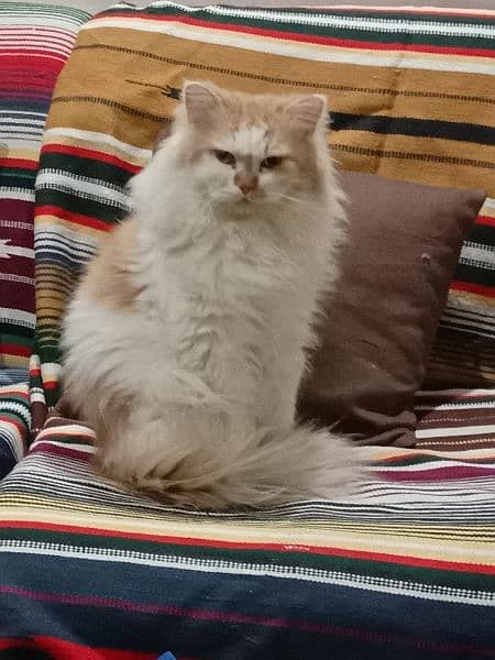 Stud Male Percian Cat 0