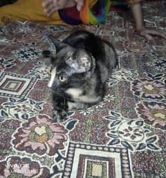 Persian black colour very active cat