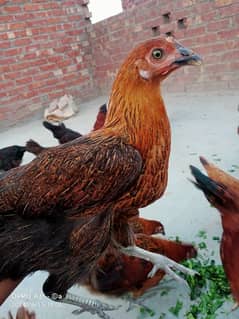 pure Desi hens available