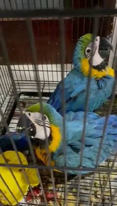 03266068445cal wathsap Blue mcaw parrot arjunt for sale