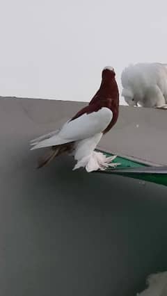 Ghubara/Pouter Pigeon