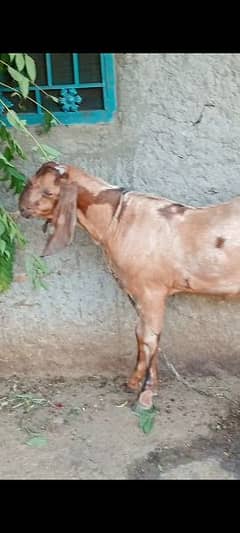 Goat for sale for Qurbani in Islamabad F7 area