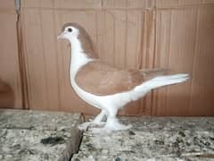 Sherazi Kabootar Male Fancy Pigeon
