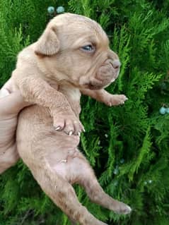 Pitbull American puppies