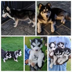 Siberian Husky Puppies - 2 mth old -  from great lineage, double coat,