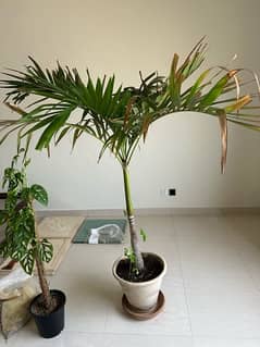 malaysian palm