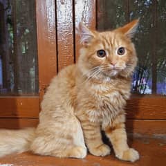 litter trained triple coat persian cat