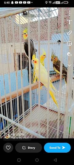 Cocktail parrot for sale grey and cream