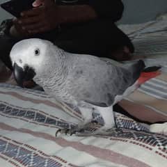 Gray parrot Male