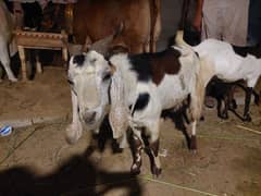 Ando Bakra / Ando Goat for sale Nazimabad no 3