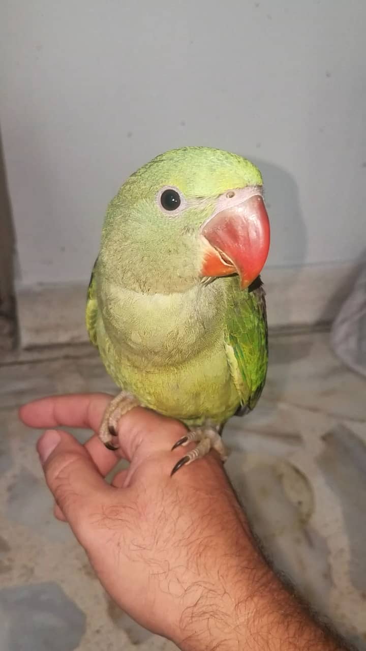 Self Kashmiri Raw Parrot Chicks Available Contact 03362838259 0
