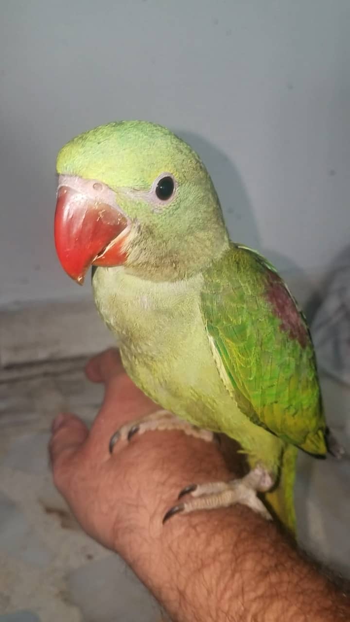 Self Kashmiri Raw Parrot Chicks Available Contact 03362838259 1
