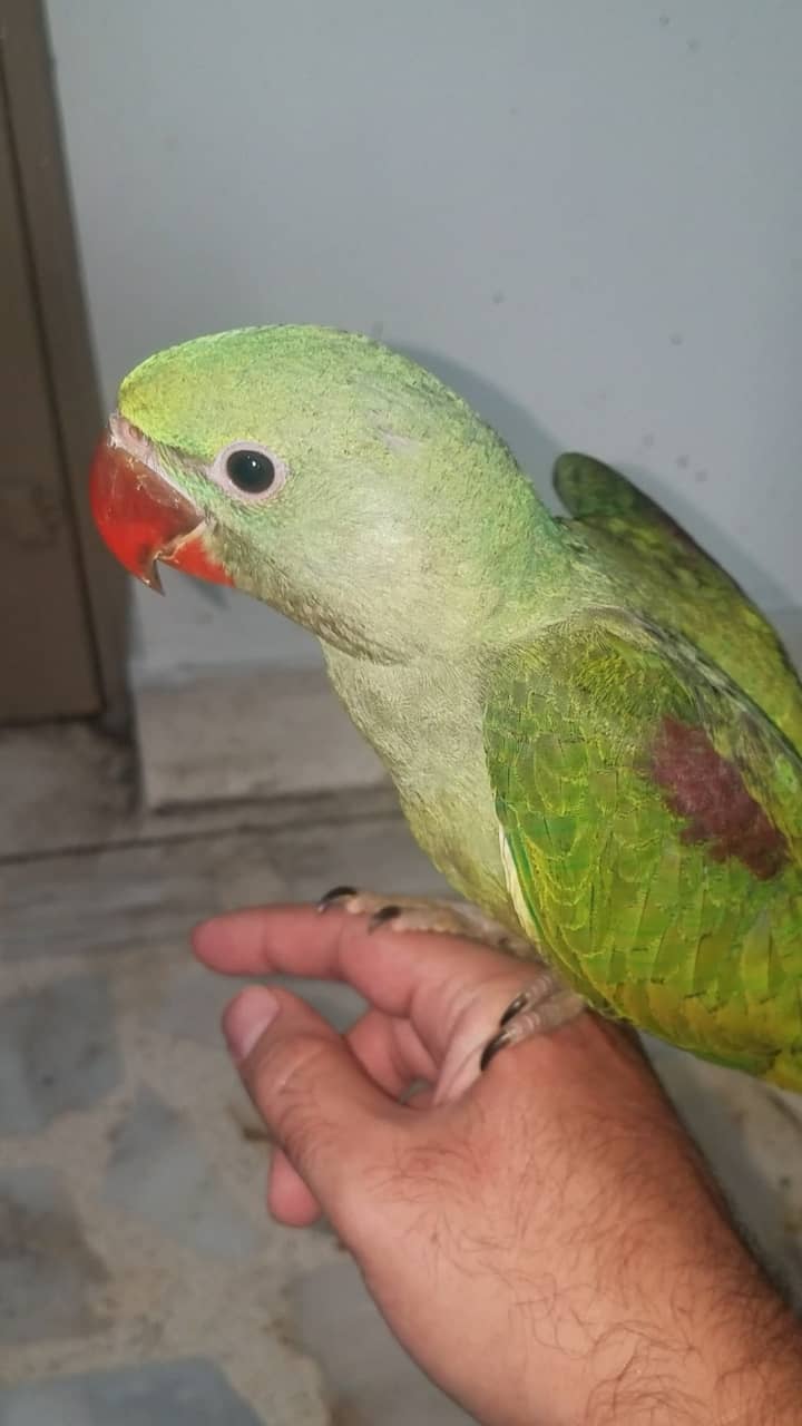 Self Kashmiri Raw Parrot Chicks Available Contact 03362838259 2