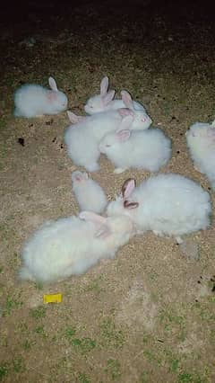 angora rabbits for sale
