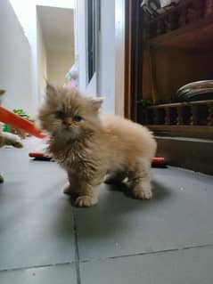 male punched face Persian cat