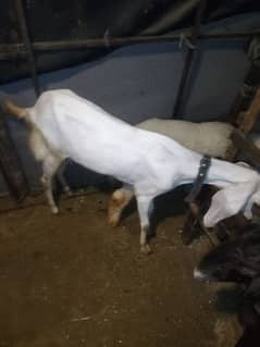 milking goar for sale
