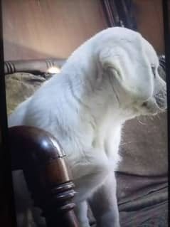 Labrador dog age 2 months urgent sale fix price