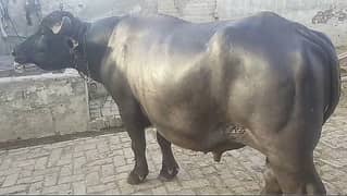 Qurbani katta / BEAUTIFUL HEAVY WEIGHT BUFFALO / COW / PURE DESI katt