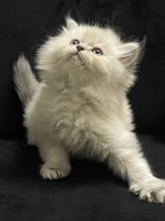 Ash Grey Himaliyan Kitten Pure Persian