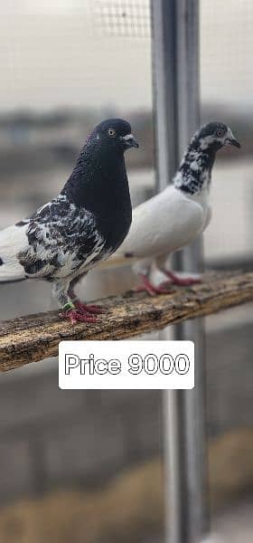 pigeon 4