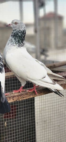 pigeon 8