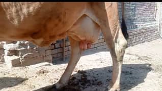 Aseel Cow