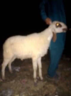 Bakra / Goat / sheep / Goat for sale